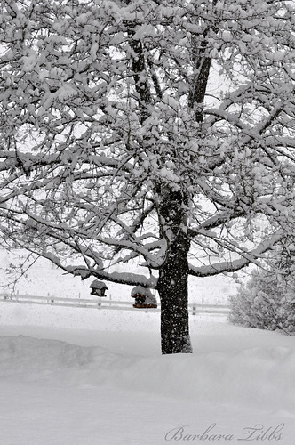 winter tree fence nikon feeders snowfall northidaho d90
