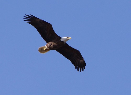 Watching a newly released eagle soar in the sky is truly an exhilirating experience.