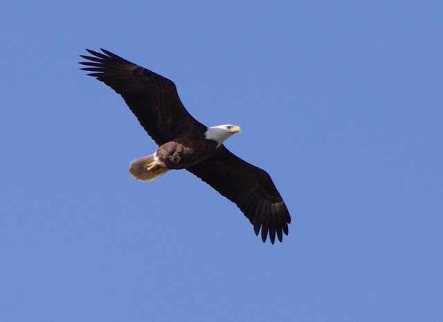 The 2014 Eagle Festival at Mason Neck State Park
