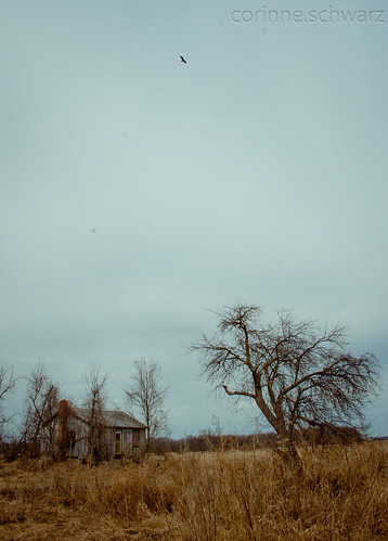 old trees house abandoned field rural landscape weeds michigan