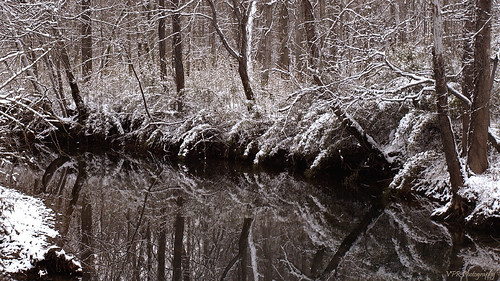 trees winter snow reflection creek forest reflections woods scenery stream tn snowy tennessee kentucky ky scenic wooded ftcampbell noahsbranchfork