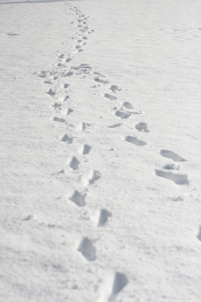 По следу крысы 2. Следы на снегу. Волчьи следы на снегу. Мышиные следы на снегу. Следы волка на снегу зимой.