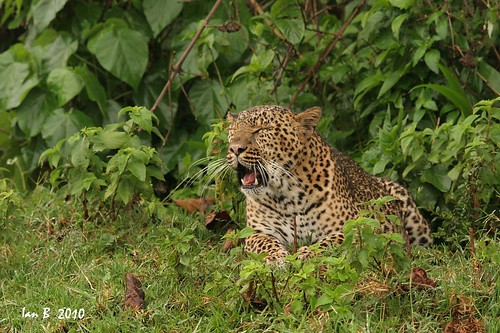 africa mountain forest kenya wildlife safari leopard aberdare goldwildlife