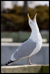 Squawking Seagull Part 2