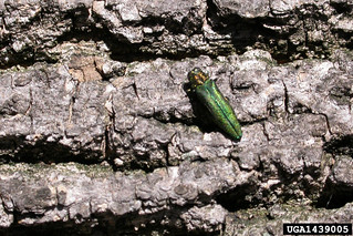 Picture of an Emerald Ash Borer