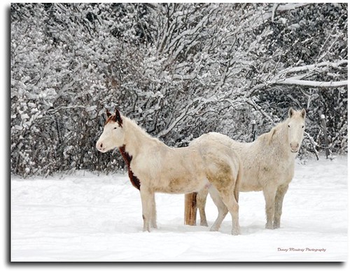 winter fab horses snow ngc doorcounty 2011 nikond300s dmoutray