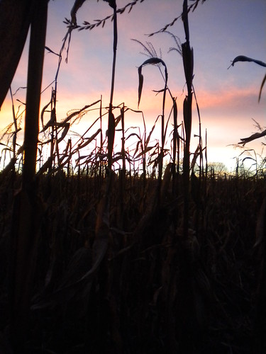 sunset fall field corn peopleless