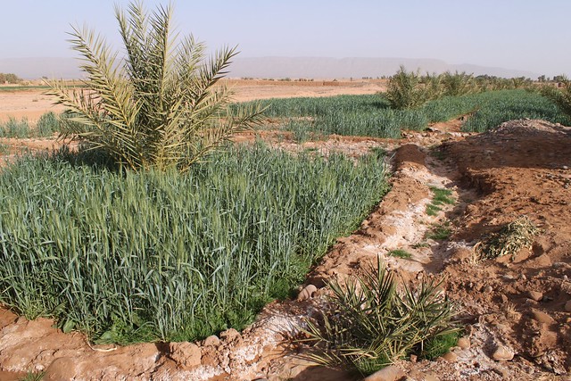 Evidence of salinization in flood irrigation channels, Morocco