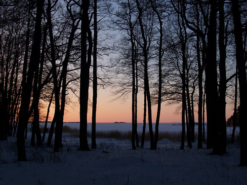 trees winter sunset sea snow ice reed suomi finland island shoreline balticsea hanko alder frozensea hangö