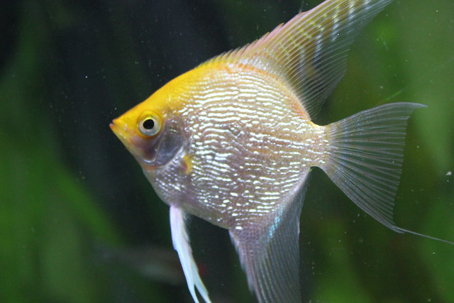 gold pearlscale angelfish (quarter size) | Flickr - Photo ...