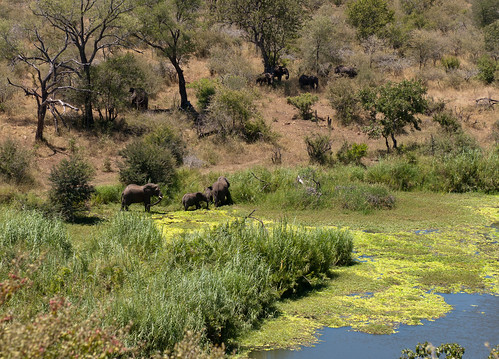 southafrica mpumalanga savannaelephant loxodontaafricanaafricana mbangwane