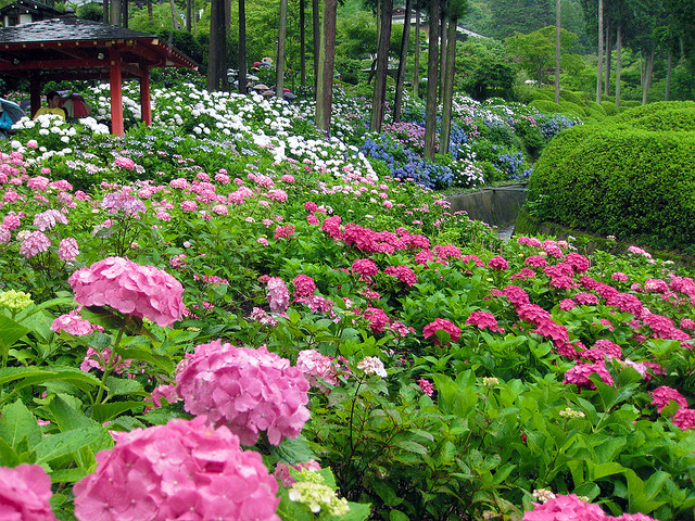 三室戸寺のあじさい庭園 (Hydrangea Garden at Mimuroto-ji)