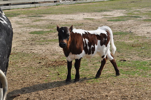 georgia cow cattle agriculture calf livestock tifton agrirama tiftcounty