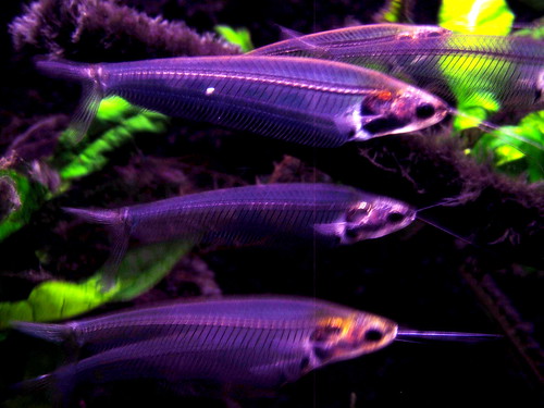 Transparent glass fish