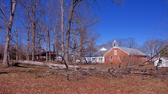 066/365: Monday, March 7, 2011: Fallen Oak