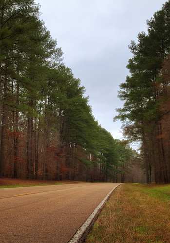 road trees mississippi parkway natcheztrace