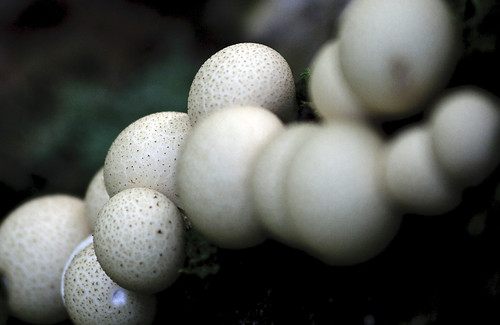 nature mushroom canon puffball puffballs xti canonxti mushroomsandfungi
