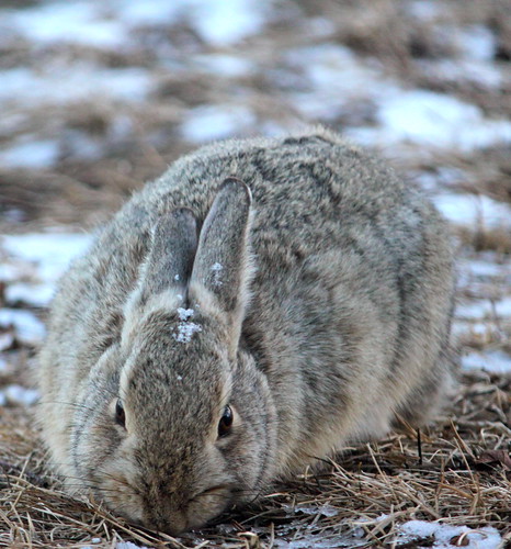 winter rabbit bunny wyoming cottontail