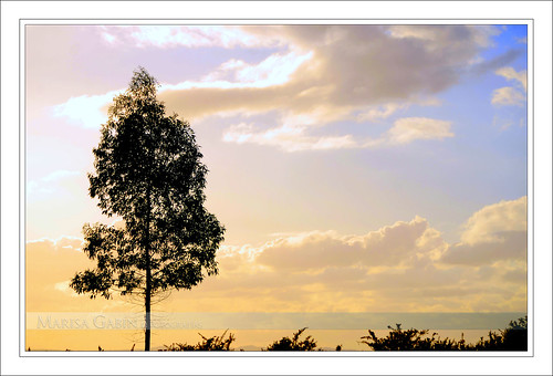 sunset atardecer eucalipto eucaliptus eucalytus nikond60 marisagabín 285mil