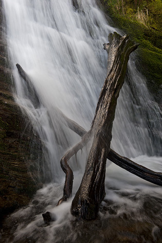 tree water waterfall movement log stream lakedistrict logs fallen cumbria cascade sylvan fallentree loweswater holmebeck holmeforce