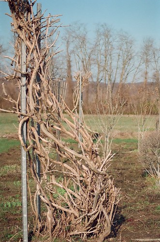 slr film 35mm garden landscape kodak vine sooc