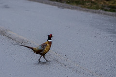 Why did the pheasant cross the road?
