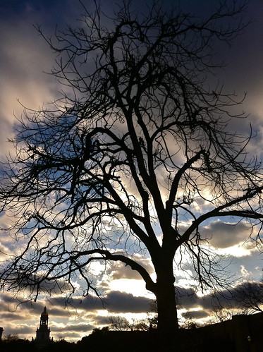 sunset sky sun tree silhouette clouds dead baylor patneff fountainmall