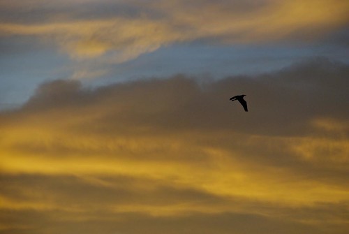 sunset bird heron