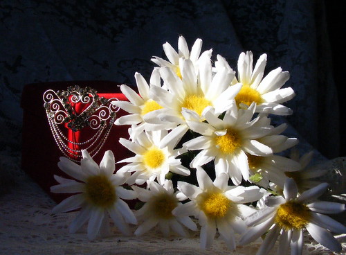 county flowers light stilllife sunlight white yellow daisies md pin day natural box brooch maryland jewelry valentine daisy valentines cumberland available allegany javcon117 frostphotos art435