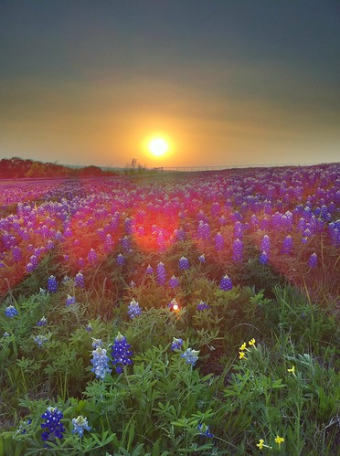 sunset flower field spring texas bluebonnet ferris hdr iphone prohdr