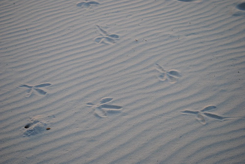 morning november beach gulfofmexico water sunrise coast al sand nikon waves alabama tracks shore gulfshores 2010 gulfcoast baldwincounty d3000 november2010 nikond3000