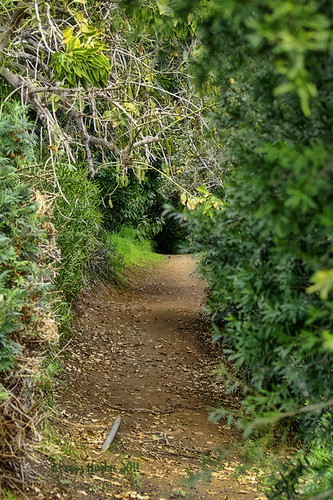 trees plants path walk peggy botanicgarden ucr universityofcaliforniariverside ©allrightsreserved ©peggyhughes