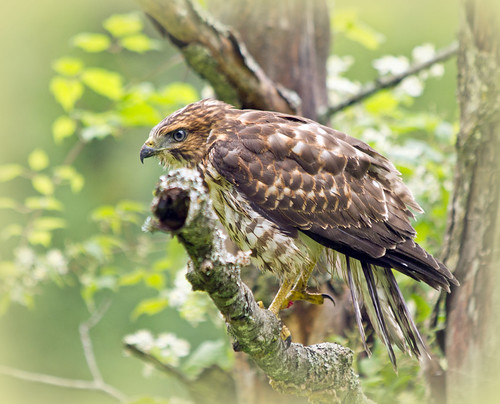 bird oiseaudeproie falcon faucon plume plumage fabuleuse