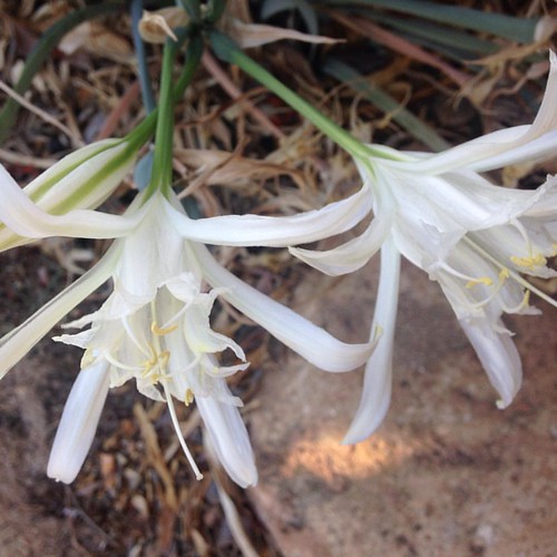 Beach lily. Smells incredible