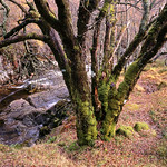 Highland-Tree