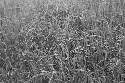 blackandwhite bw grass