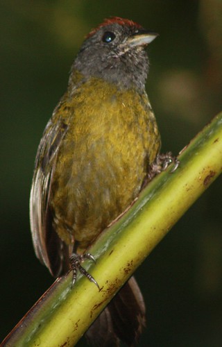 birds neotropical fbwnewbird olivefinch lysuruscastaneiceps arremoncastaneiceps