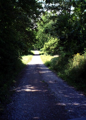 trees shadows path countrylane