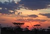lions - serengeti - tanzania - 30