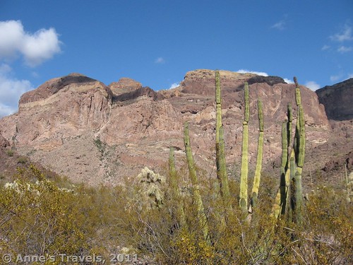 Estes Canyon in Organ Pipe Cactus National Monument, Arizona