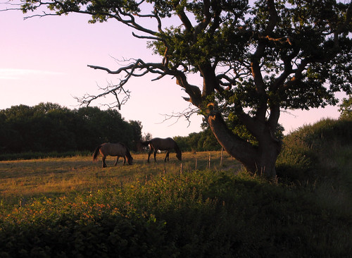 uk horses horse animal sunrise landscape countryside country oldtree planet eastsussex grazing