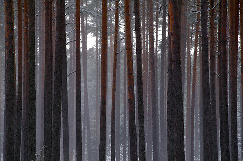 trees winter nature forest estonia pentax mets puud eesti loodus talv k7 vanagram