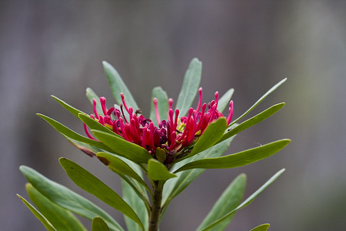 forest australia nsw botany proteaceae telopea canonef70200mmf4lisusm canon40d monganationalpark