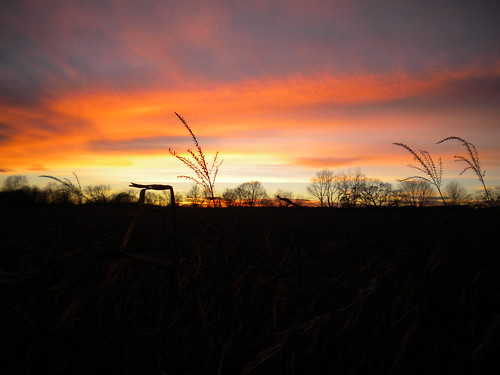 sunset fall field corn peopleless