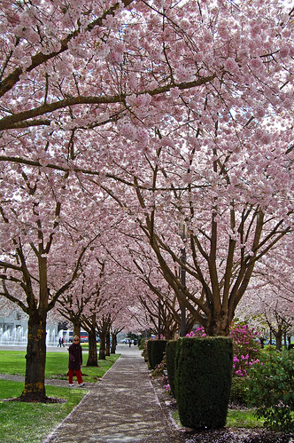 trees flower tree grass oregon cherry 5 capital blossoms april 桜 sakura salem blooms viewing hanami 花見 d40 edmundgarman