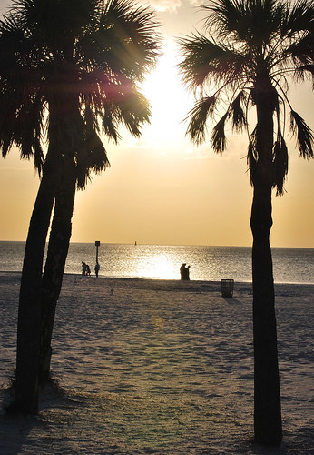 ocean sunset sea sun tree beach gulf florida palm clearwater