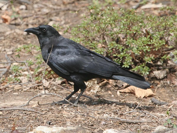 Фотографія 'American Crow'
