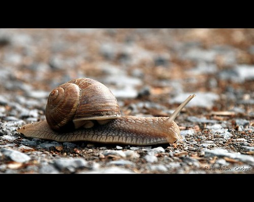 france way nikon shell snail escargot chemin mollusc coquille ardèche colimaçon rhônealpes mollusque vivarais d80 lavoultesurrhône