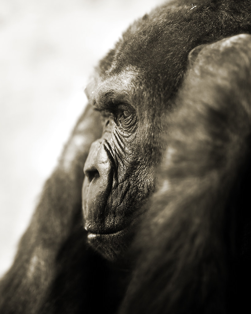 Gorilla, Albuquerque Zoo
