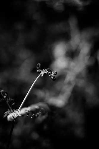 bw white black forest landscape spring bokeh crosse filicophyta perigordnoir delphineroux delphinerouxphotographie